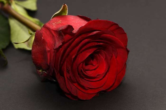 Single Red Rose with Green Stem on Black Background
