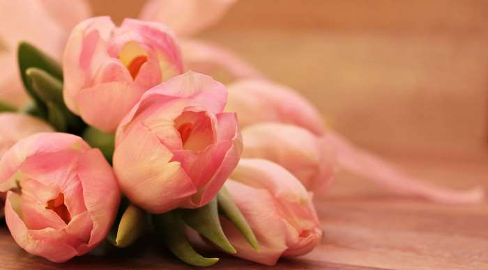 Close up of pink tulips with a ribbon