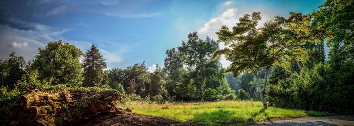 Panorama of a green meadow with trees under a blue sky