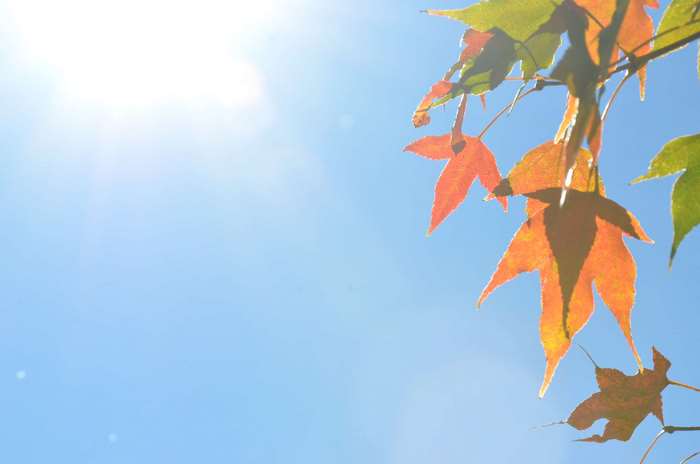 Autumn maple leaves against a bright blue sky with sun rays