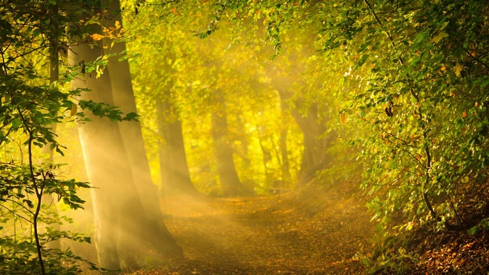 Sunlight filtering through trees onto a forest path