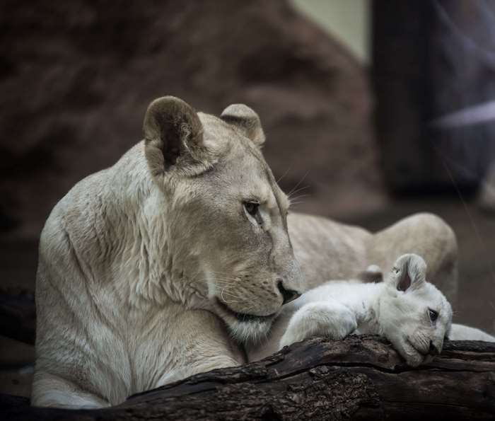 White lioness and cub resting on a log