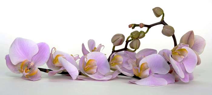 Pink orchids with buds on a white background