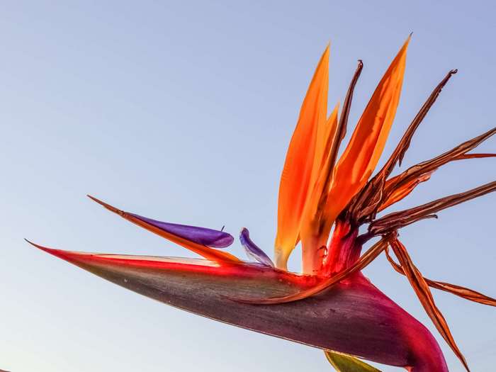 Bird of Paradise flower against a clear sky