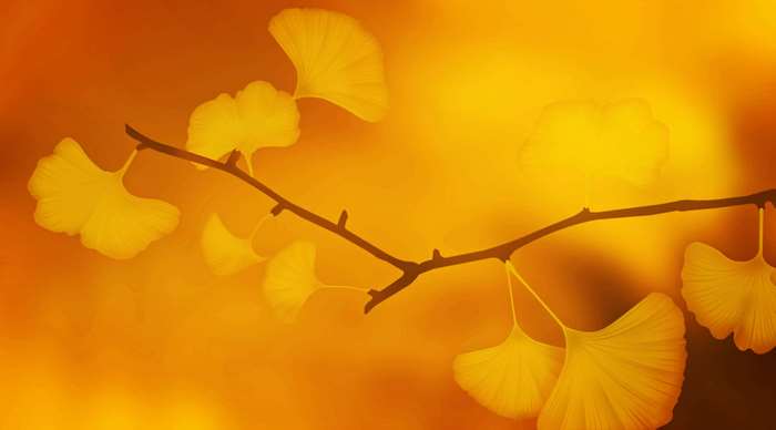 Golden Ginkgo Leaves on a Branch
