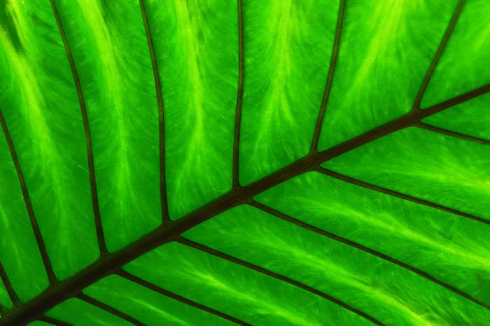 Close-up of a green leaf with prominent veins