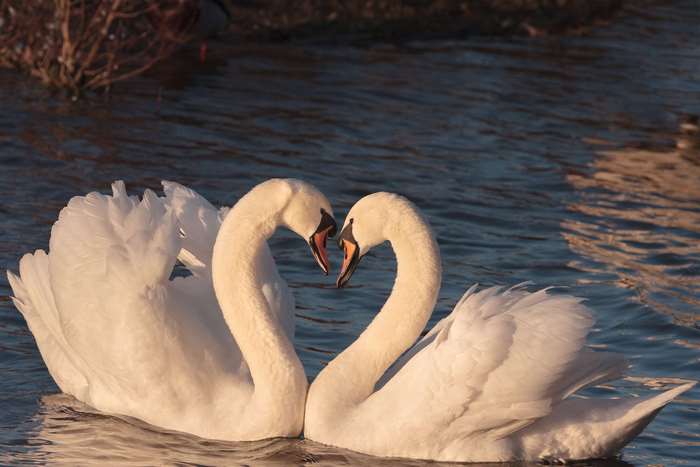 Two swans forming a heart shape in water
