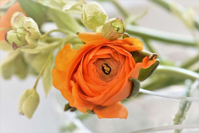 Orange Ranunculus Flower with Buds
