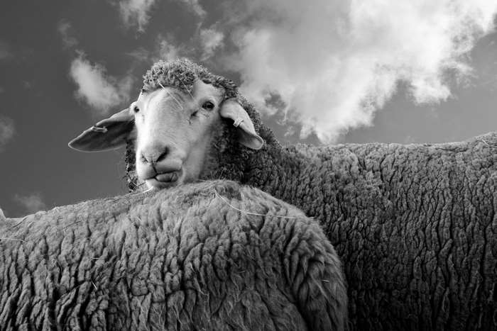 Black and white close-up of a sheep with tongue out