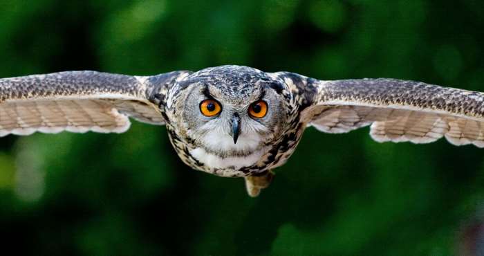 Close up of an owl in flight