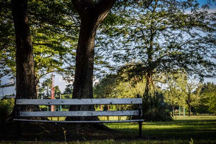 Park bench under trees with distant structures