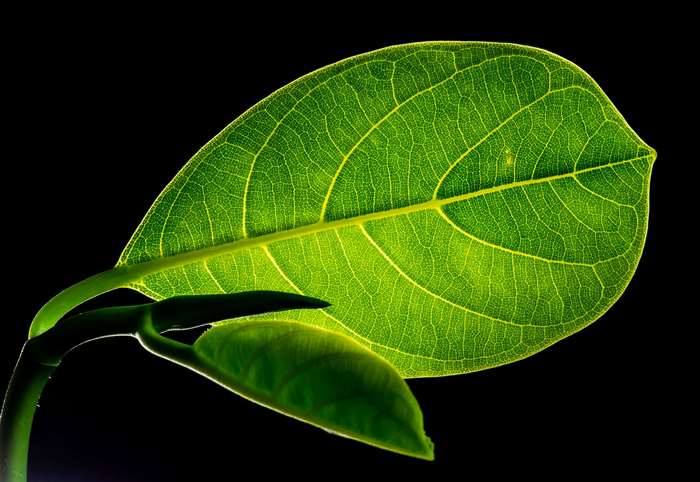 Close-up of a backlit green jackfruit leaf with veins