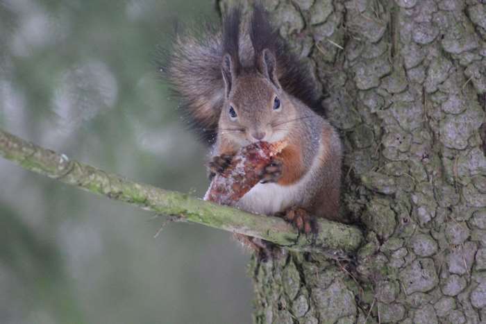 Squirrel eating on a tree branch