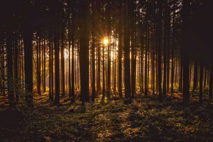 Sunlight filtering through a dense forest at dawn or dusk