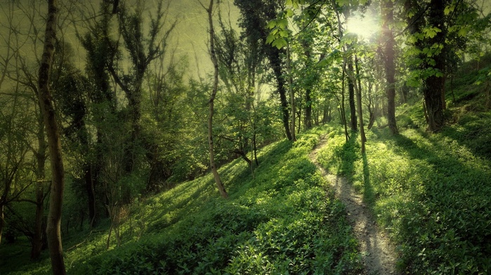 Sunlight filtering through trees in a forest