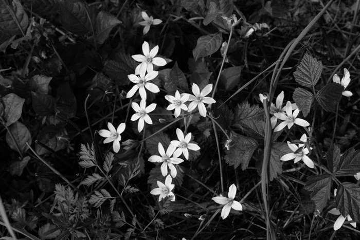 Black and white flowers in foliage