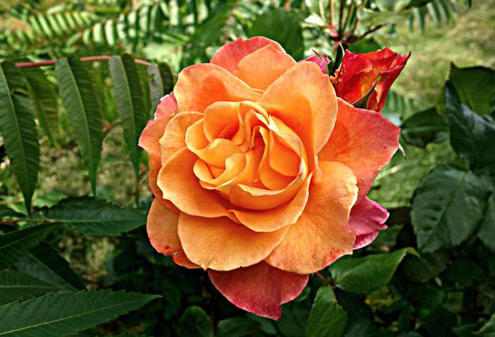 Orange rose in bloom with a red rosebud