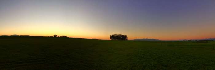 Panoramic view of a grassy field at sunset