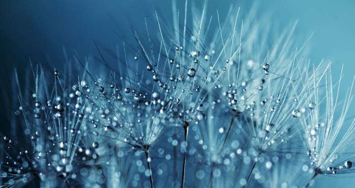 Close up of dandelion seeds with water droplets