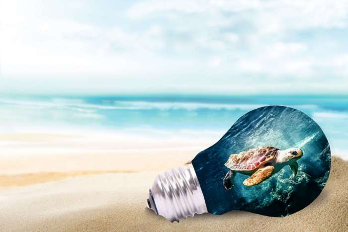 Sea turtle swimming inside a light bulb on a beach