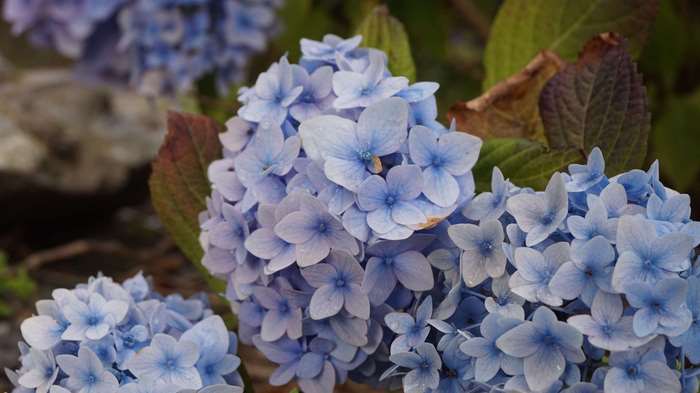 Close-up of blue hydrangeas in bloom