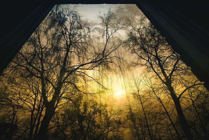 Silhouette of trees against a dramatic sunset