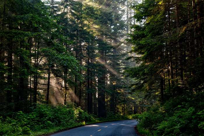 Sunlight shafts through trees onto a forest road
