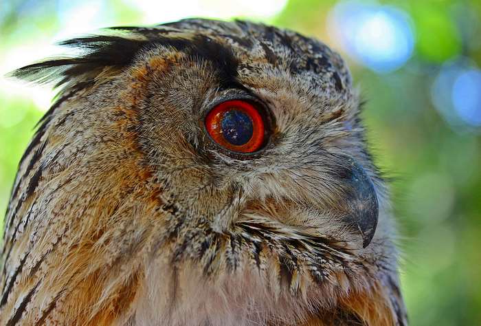 Close-up of an Eagle Owl's eye