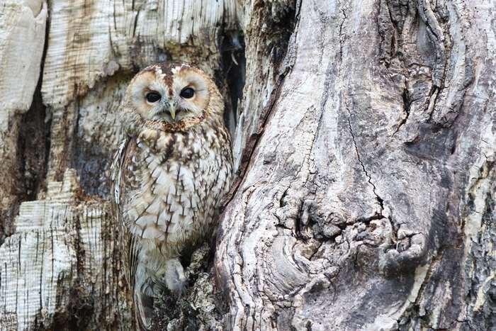 Tawny owl perched on a tree trunk