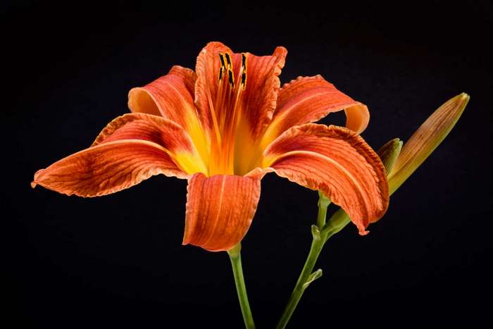 Orange daylily flower with bud on black background