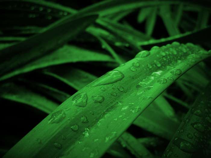 Close up of wet green leaves with water droplets