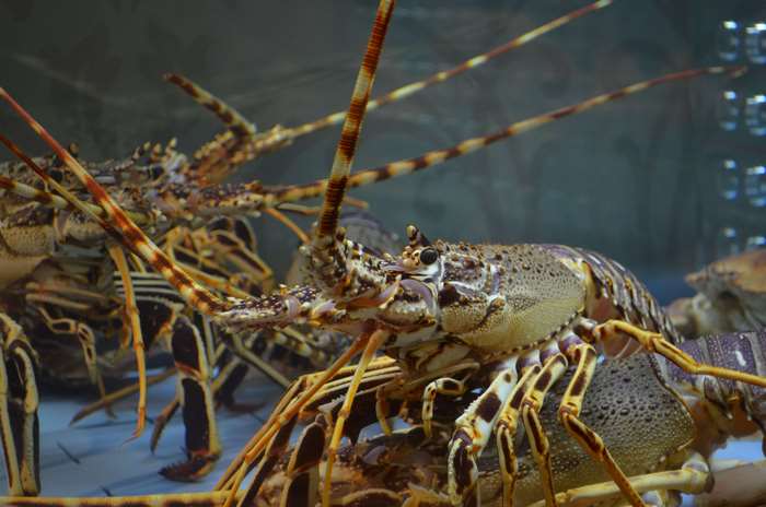 Close up of lobsters in water