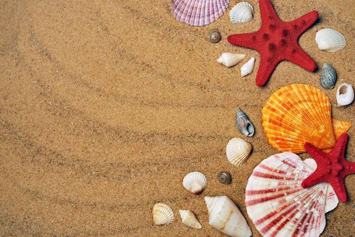 Assortment of seashells and starfish on sand
