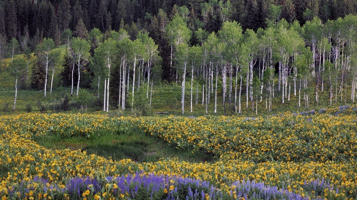 Field of wildflowers with aspen and pine trees