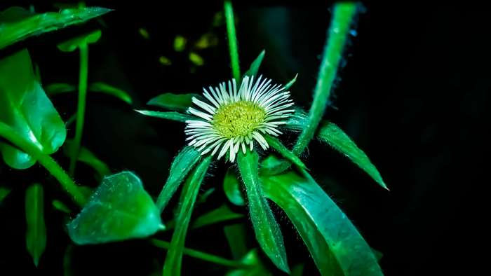 White flower with green leaves on black background