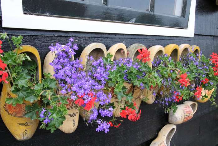 Wooden clogs used as flower pots with purple and red flowers