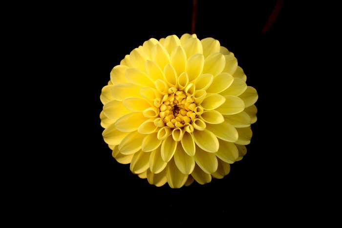 Yellow dahlia flower on a black background