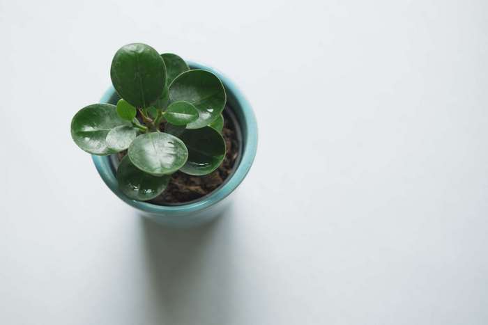 Small plant in a blue pot, top view 4K