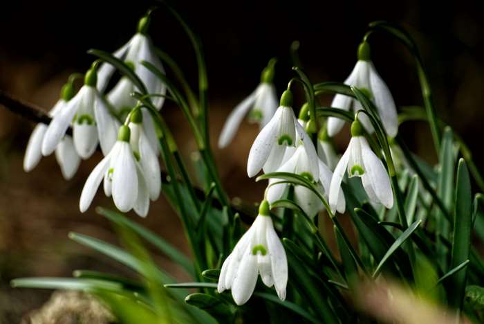 bloom, close, flower white, frhlingsanfang, garden, green, nature ...