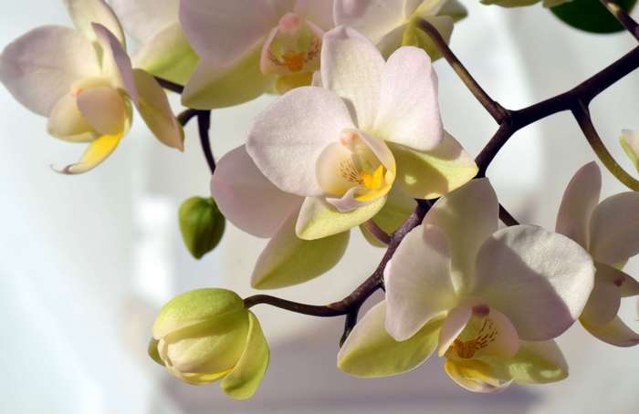 White orchids with buds on a branch