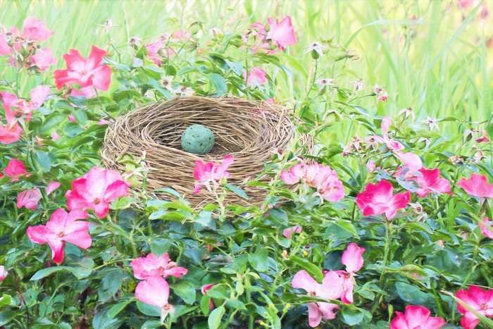Bird's nest with a blue egg among pink flowers