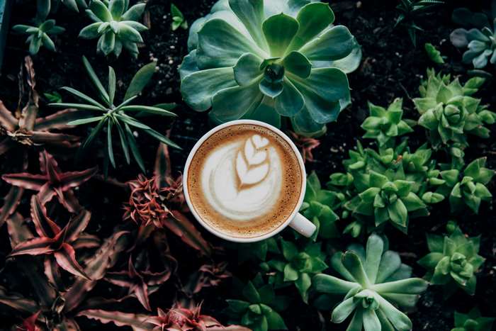 Latte art coffee cup surrounded by succulents