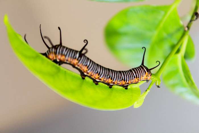 Monarch caterpillar on a green leaf