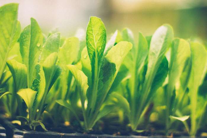 Green lettuce seedlings in a tray