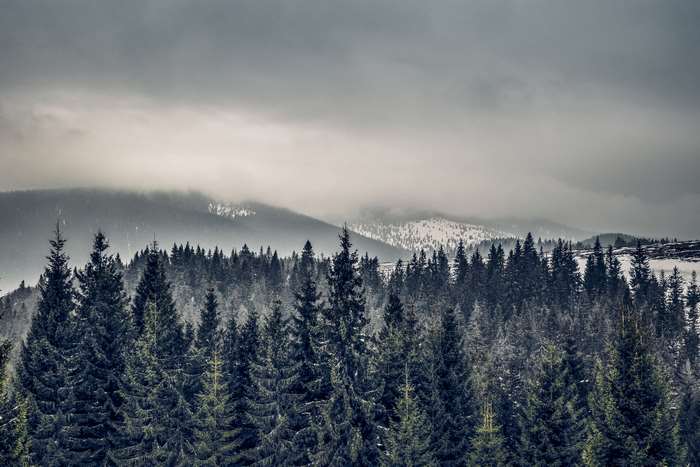 Misty Mountains and Pine Forest in Cloudy Weather 4K