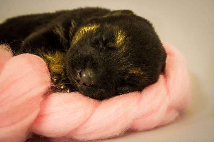 Sleeping Newborn Black Puppy on Pink Blanket