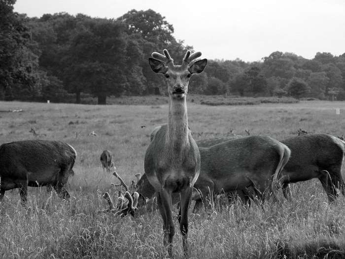 Herd of deer in a grassy field with trees