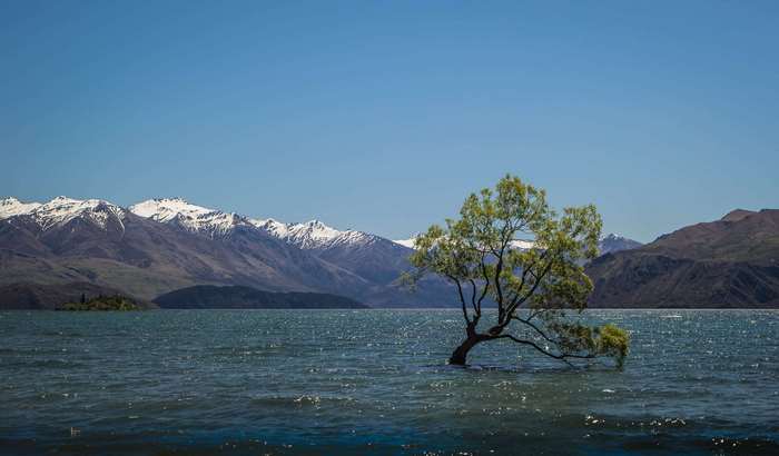 Wanaka Tree 4K in Lake Wanaka, New Zealand