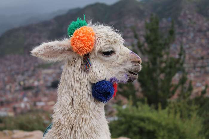 Alpaca with Colorful Ornaments in Peru Mountains 4K