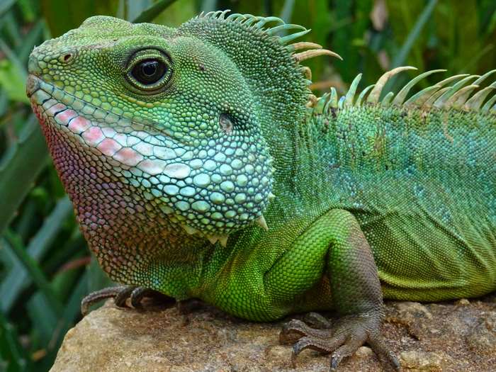Green lizard with spikes on a rock